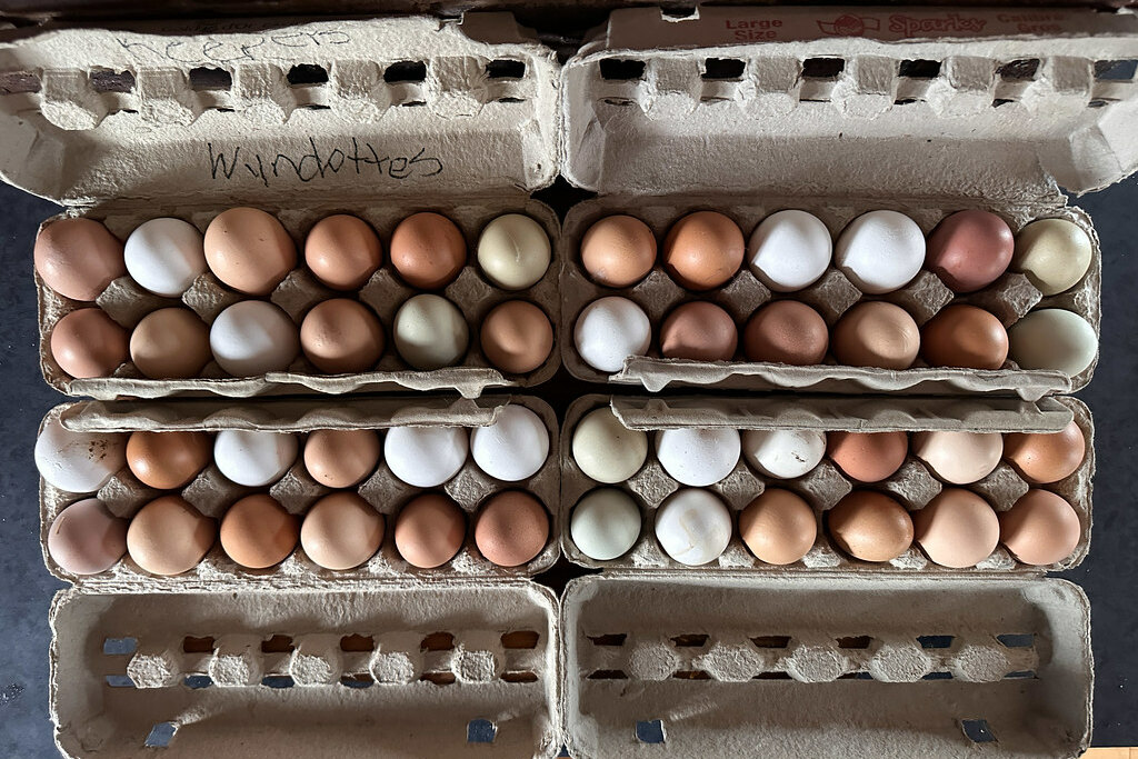 Cartons of fresh brown, white and blue farm eggs
