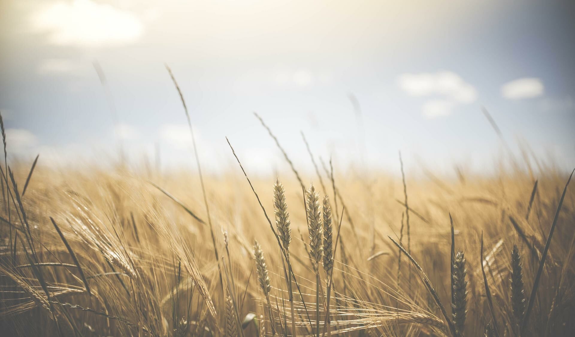 A rice field ready for harvest